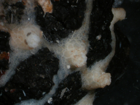 Scleranthelia rugosa var. rugosa, preserved specimen (USNM 94530), encrusting a rock. Scleranthelia rugosa var. rugosa, preserved specimen (USNM 94530), encrusting a rock.